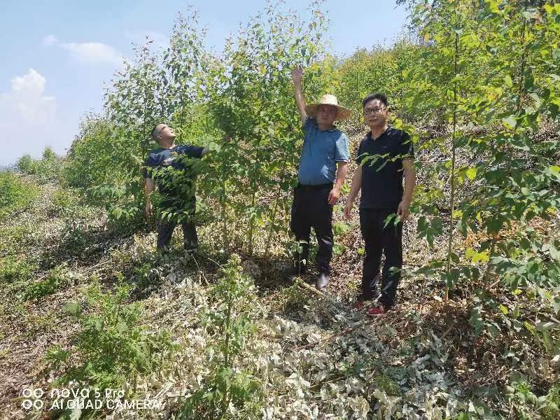 唐治良到鹿寨县四排镇、鹿寨镇林地检查指导工作