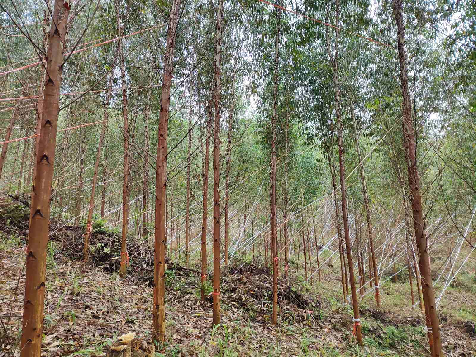抗风扶树加固忙，及时止损人不歇